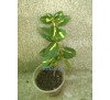 Бересклет , бруслина Форчуна «Сан Спот» (Euonymus  fortunei «Sun Spot»)  